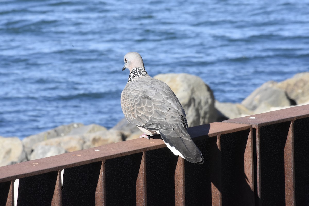 Spotted Dove - ML634847565