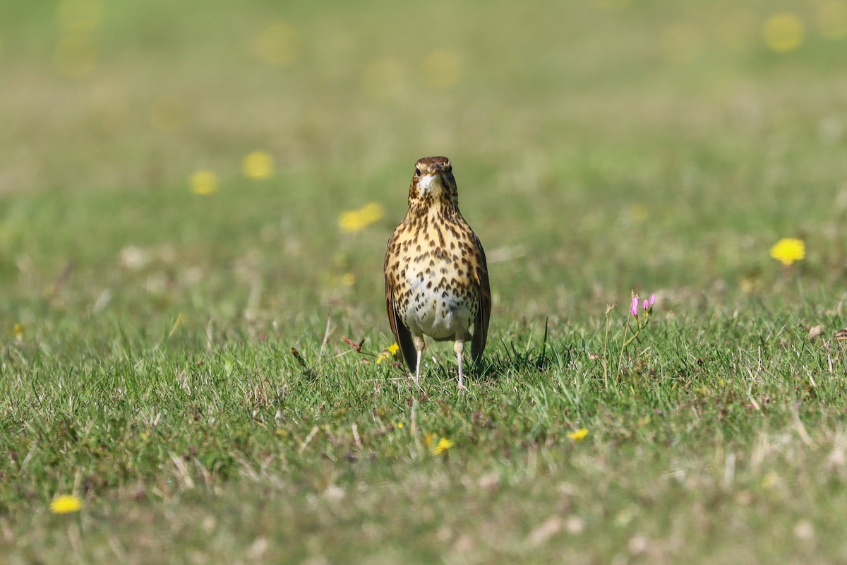 Song Thrush - ML634847575