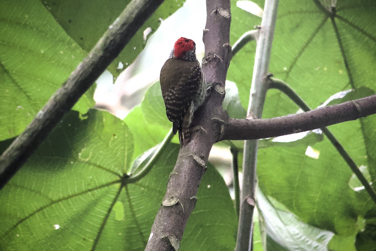 Pic cardinal - ML634847592