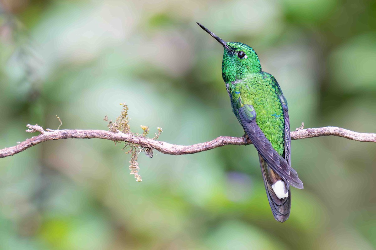 Rufous-vented Whitetip - ML634847594