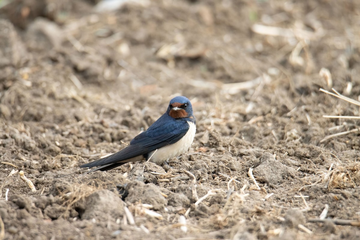 Barn Swallow (White-bellied) - ML634847611