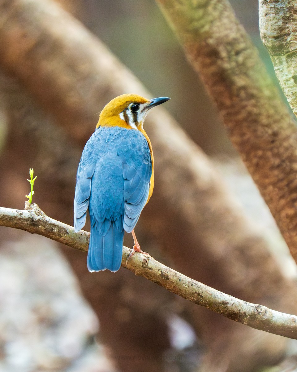 Orange-headed Thrush - ML634847627