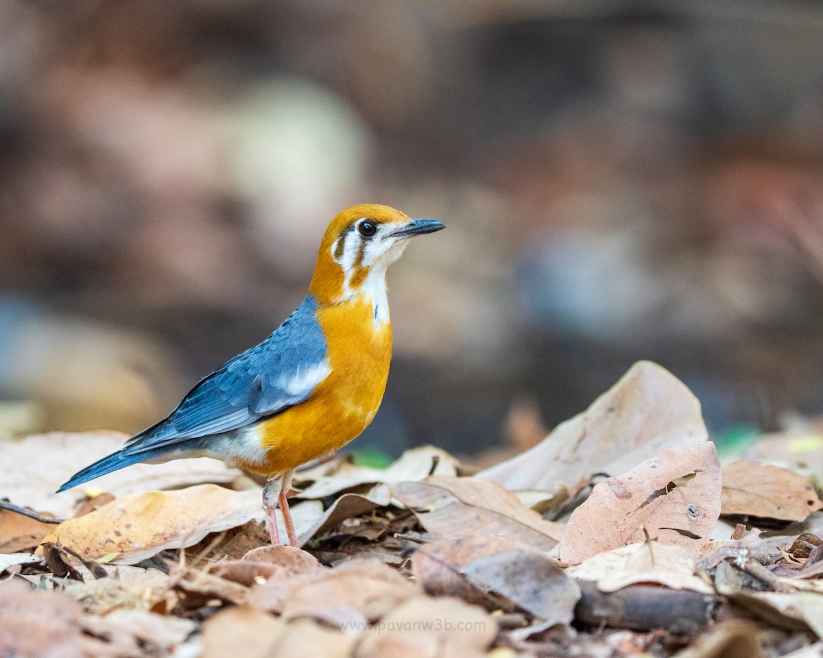 Orange-headed Thrush - ML634847628