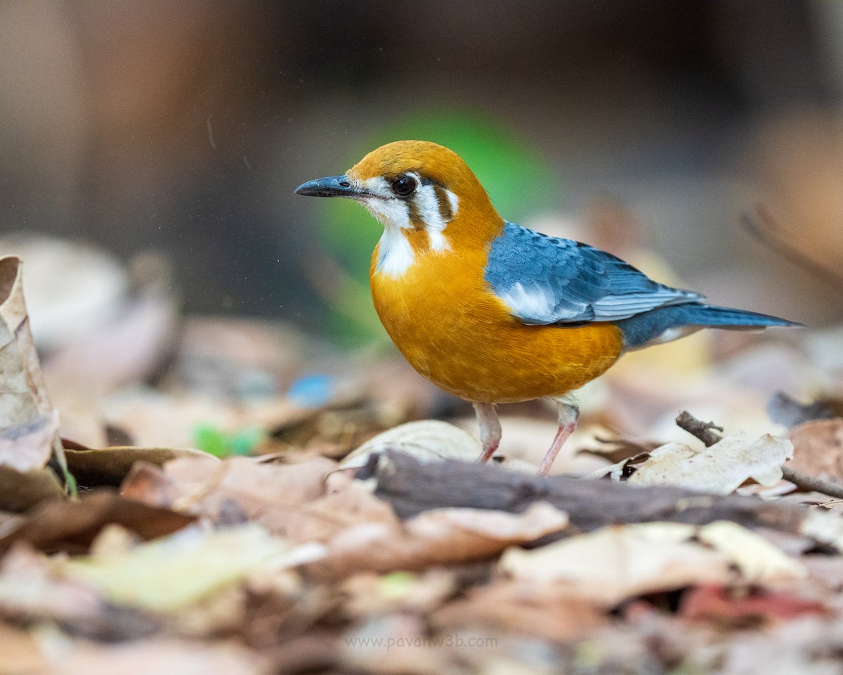 Orange-headed Thrush - ML634847629