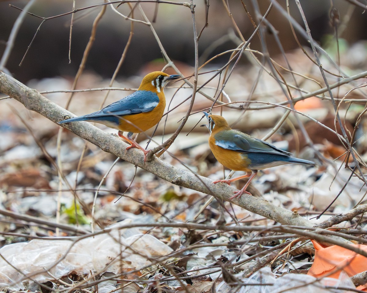 Orange-headed Thrush - ML634847630