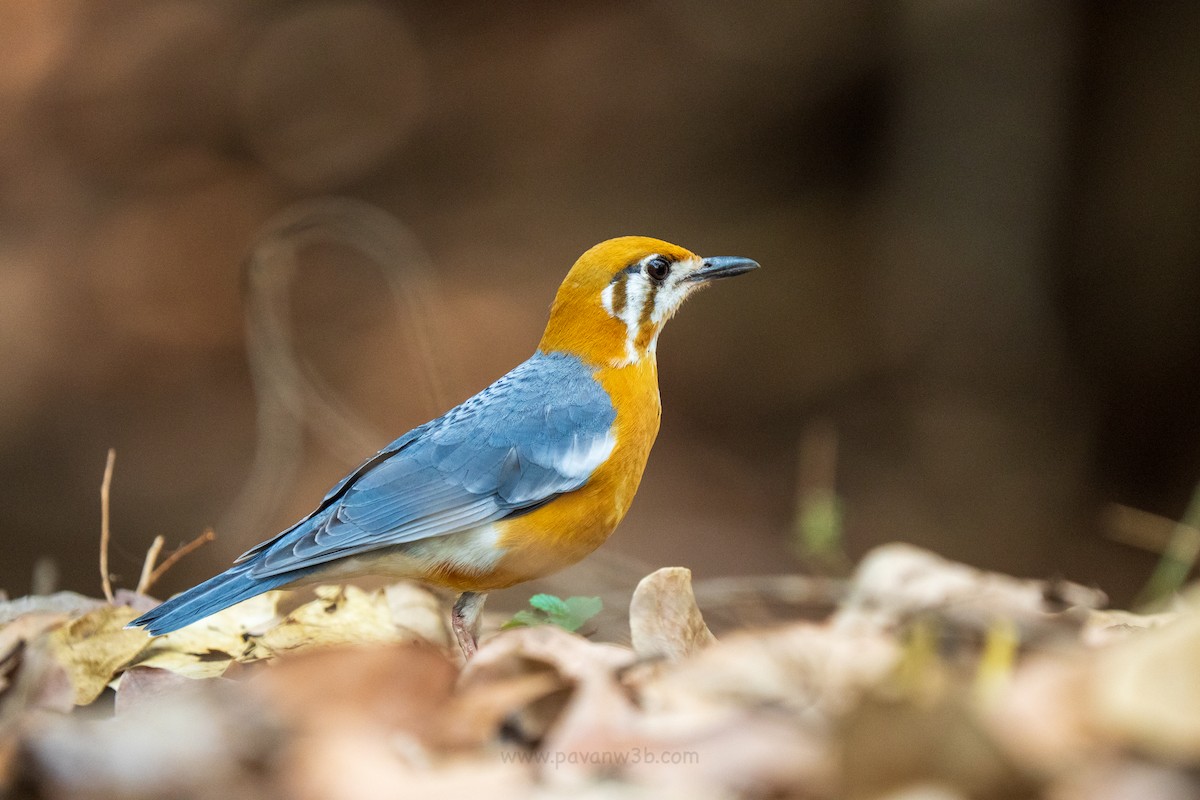 Orange-headed Thrush - ML634847631