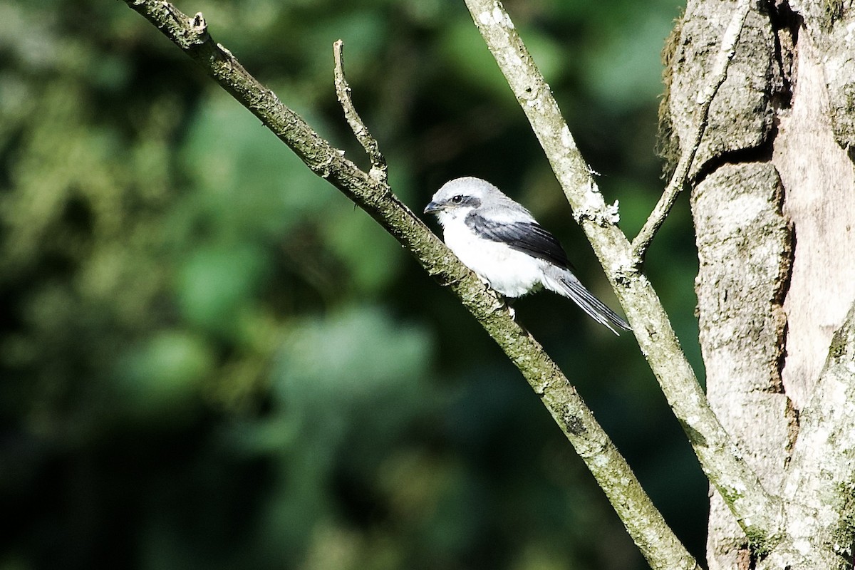 Mackinnon's Shrike - ML634847637