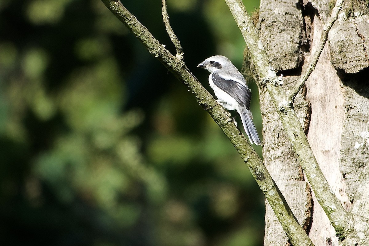 Mackinnon's Shrike - ML634847638