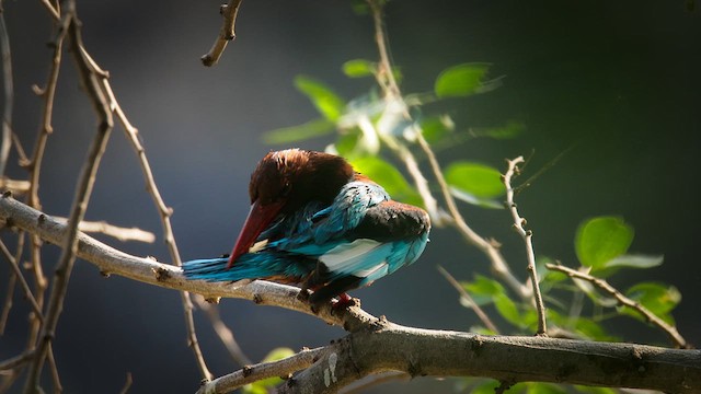 White-throated Kingfisher - ML634847714