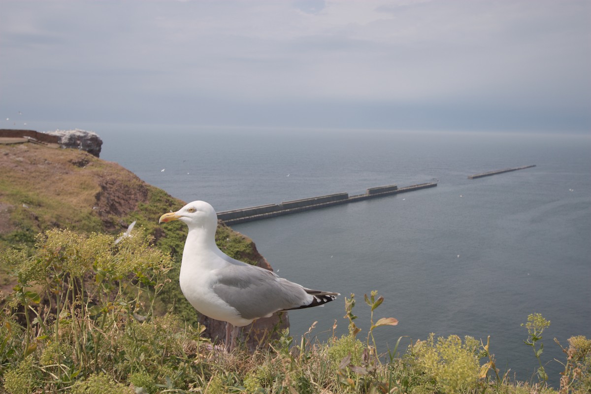 European Herring Gull - ML634847715
