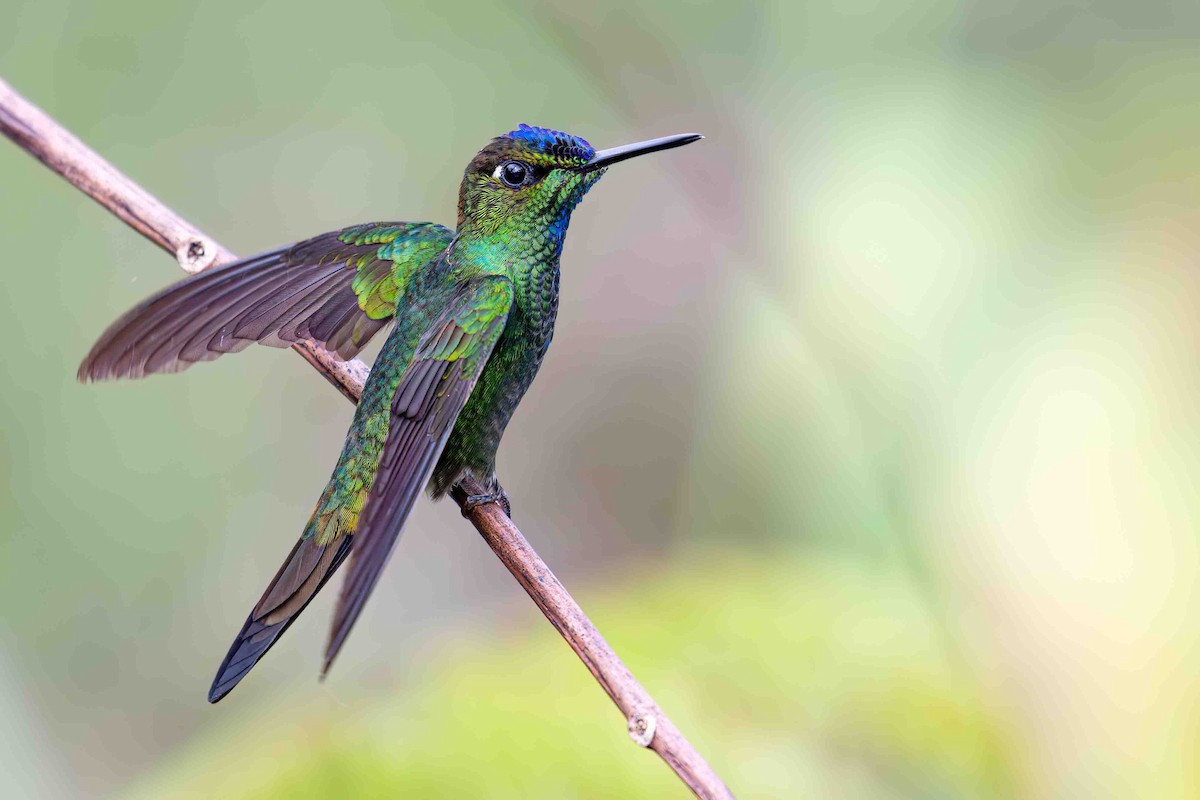 Violet-fronted Brilliant - ML634847789