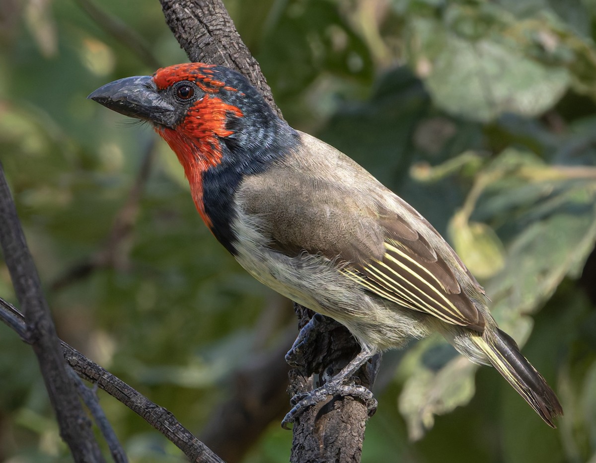 Black-collared Barbet - ML634847812