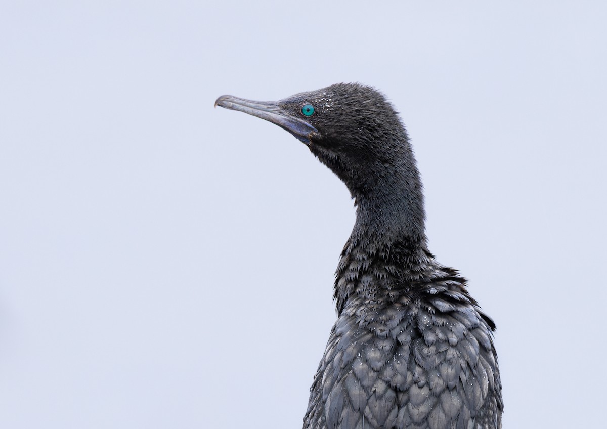 Little Black Cormorant - ML634847890