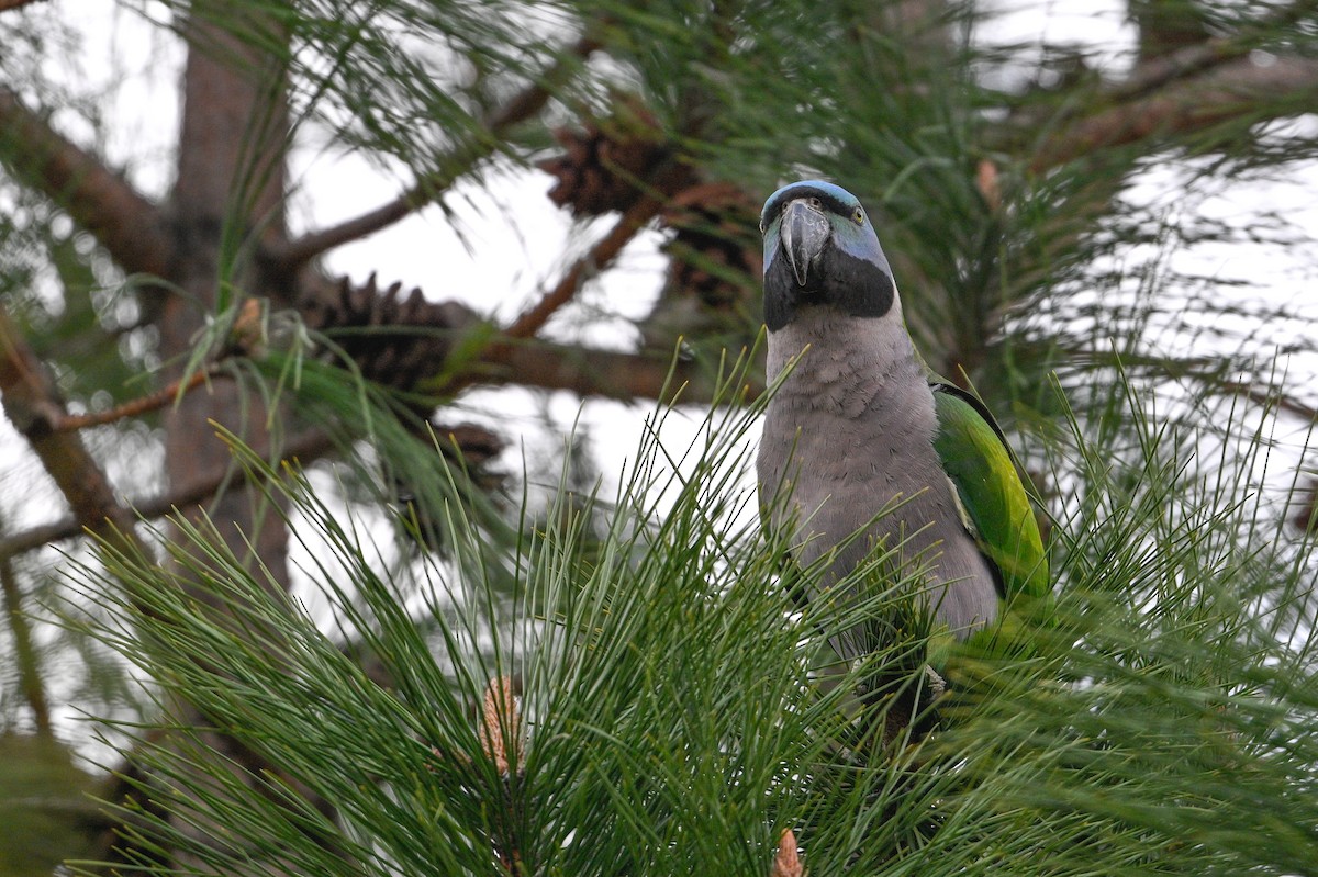 Derbyan Parakeet - ML634847951