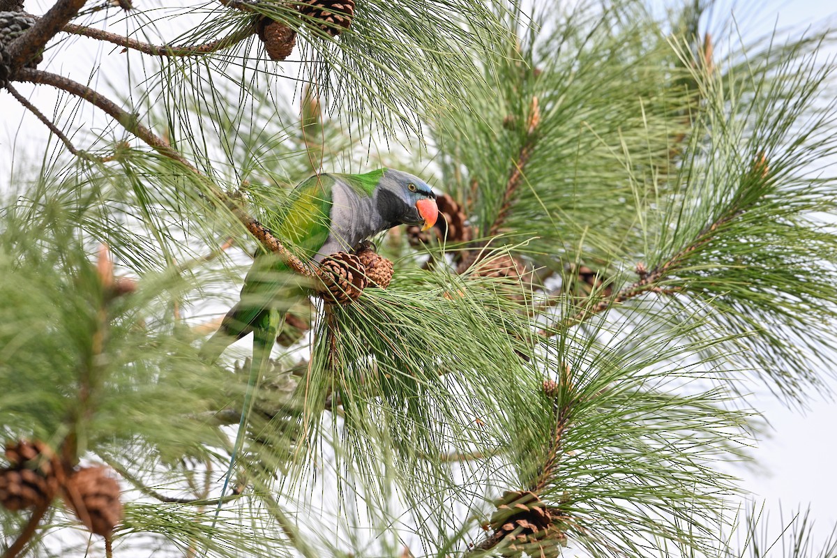 Derbyan Parakeet - ML634847952