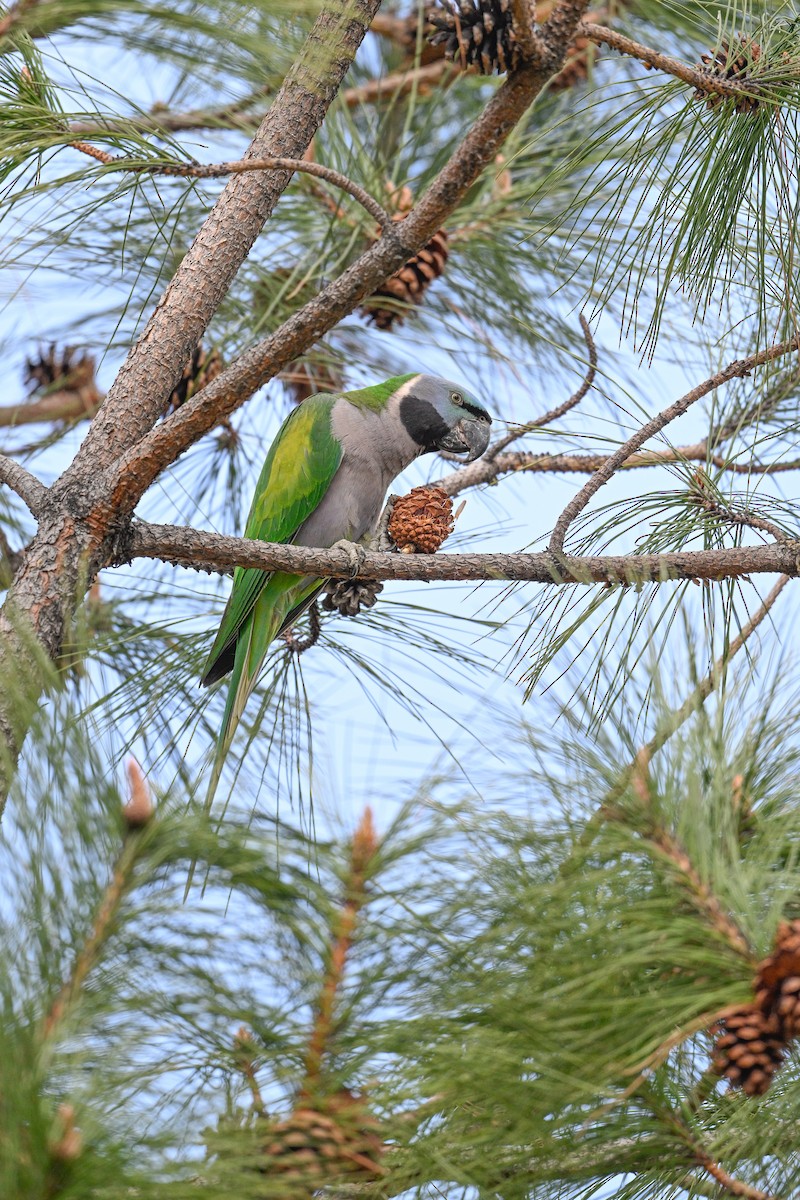 Derbyan Parakeet - ML634847953