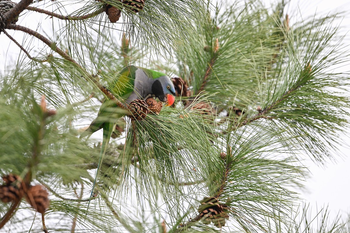 Derbyan Parakeet - ML634847954