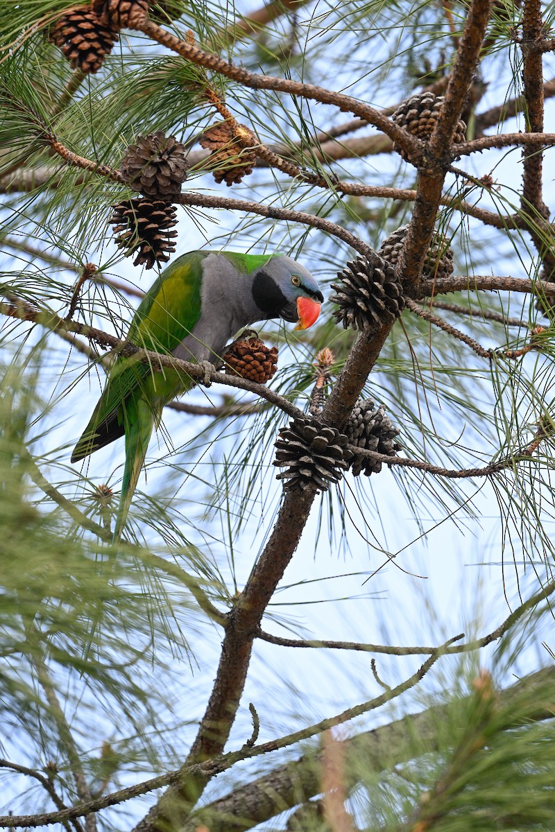 Derbyan Parakeet - ML634847955