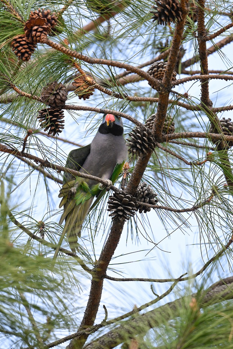 Derbyan Parakeet - ML634847956