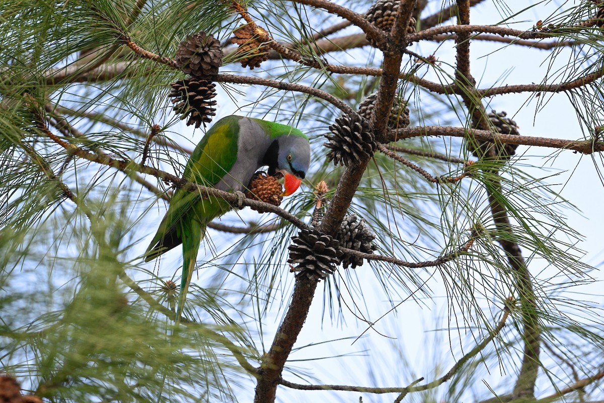 Derbyan Parakeet - ML634847957