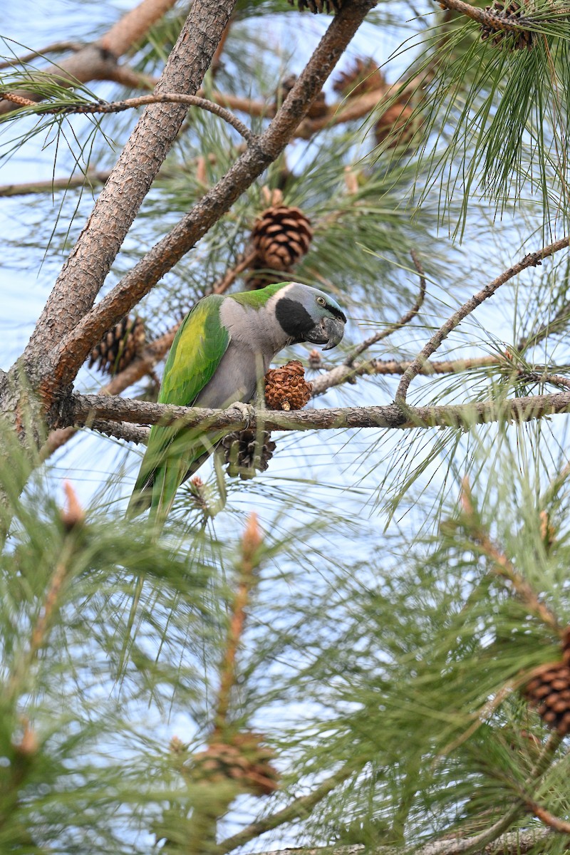 Derbyan Parakeet - ML634847958