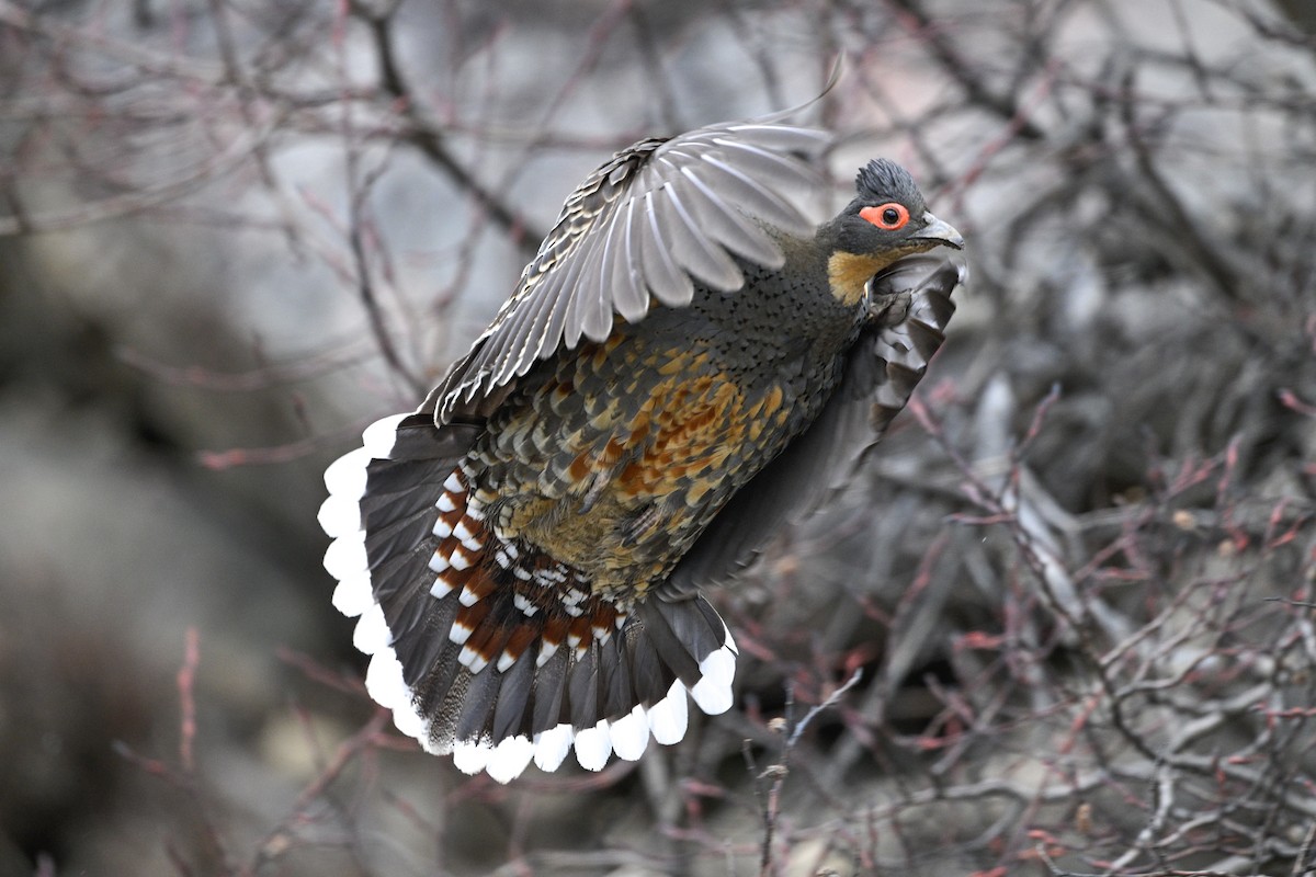 Buff-throated Monal-Partridge - ML634848071