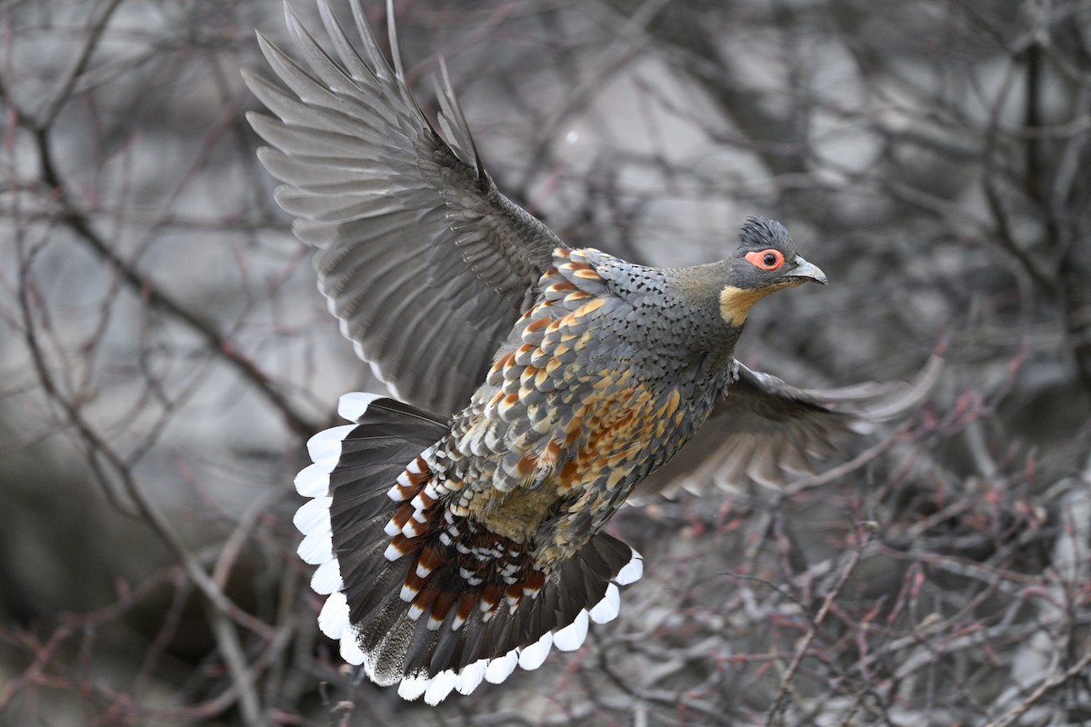 Buff-throated Monal-Partridge - ML634848072