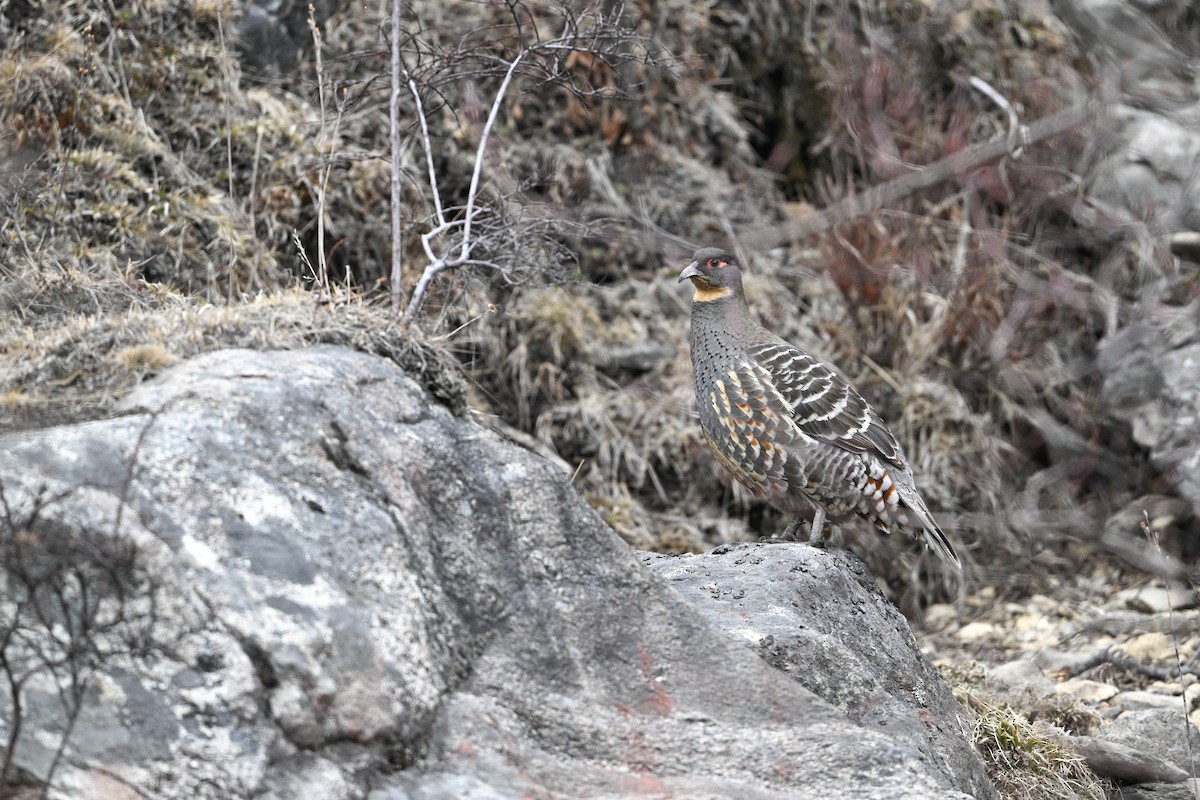 Buff-throated Monal-Partridge - ML634848073