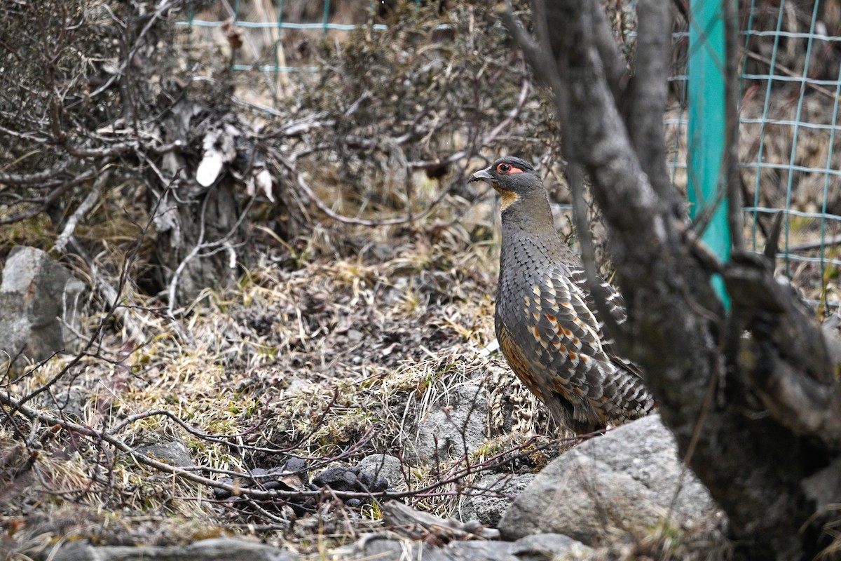 Buff-throated Monal-Partridge - ML634848074