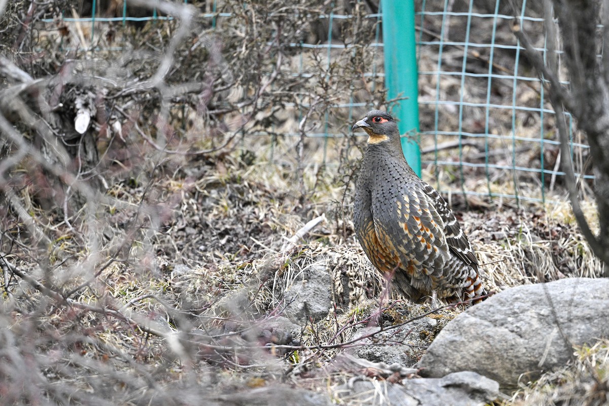 Buff-throated Monal-Partridge - ML634848075