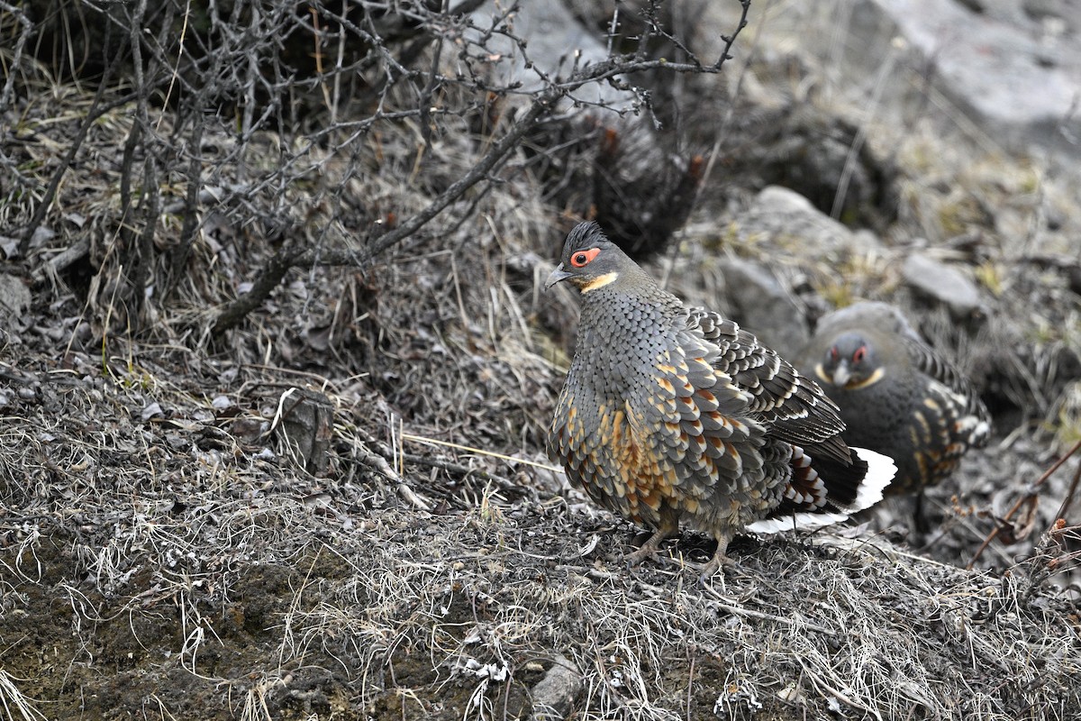 Buff-throated Monal-Partridge - ML634848076