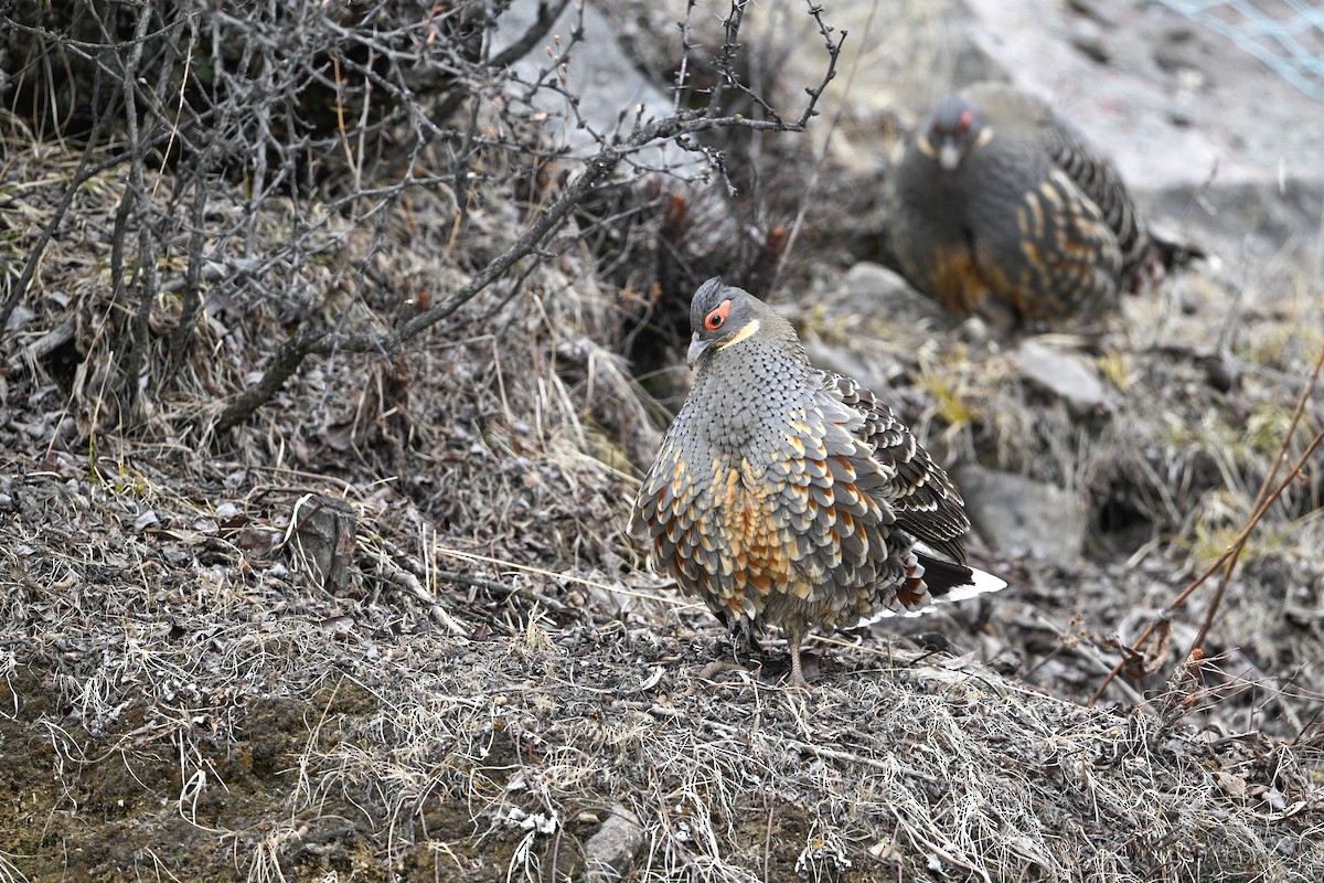 Buff-throated Monal-Partridge - ML634848078