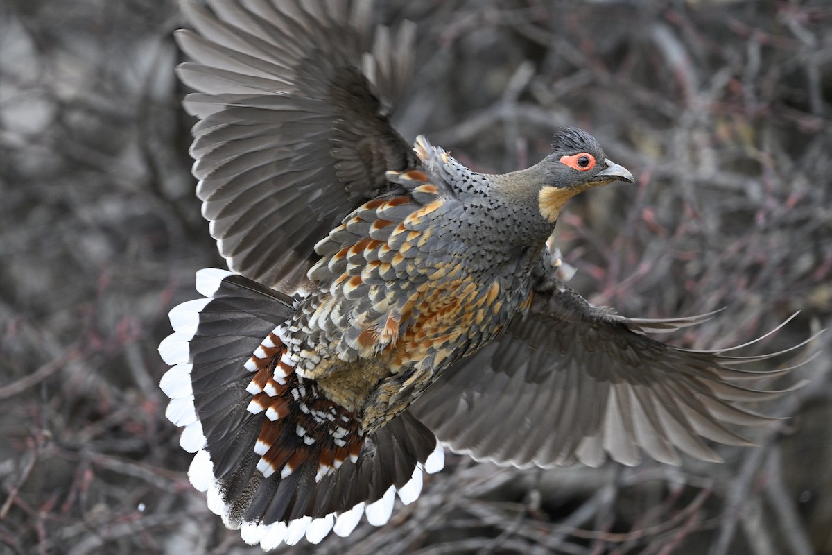 Buff-throated Monal-Partridge - ML634848080
