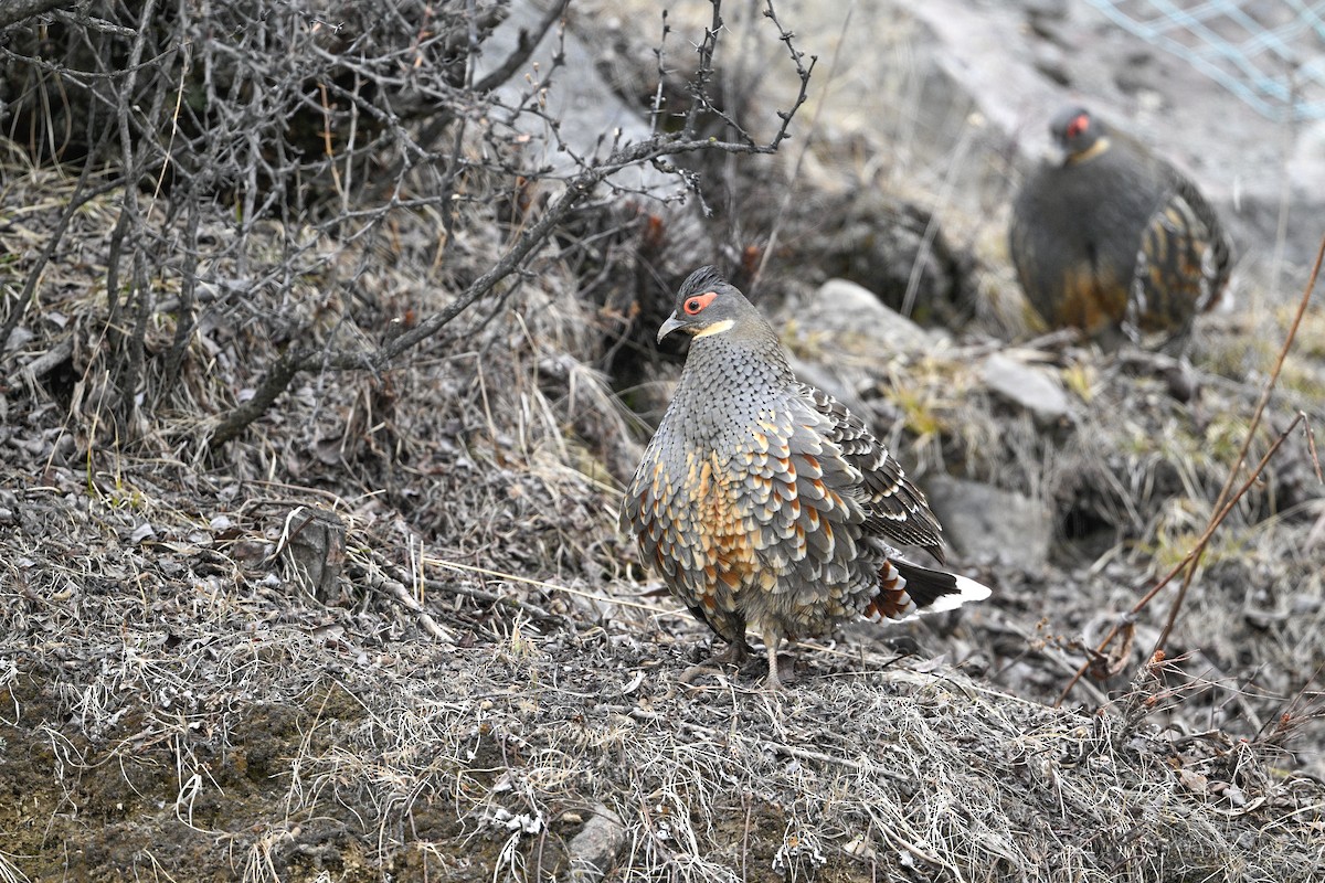 Buff-throated Monal-Partridge - ML634848081