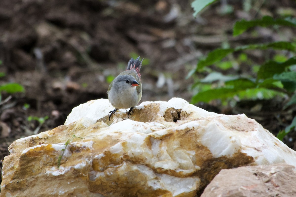Fawn-breasted Waxbill - ML634848124