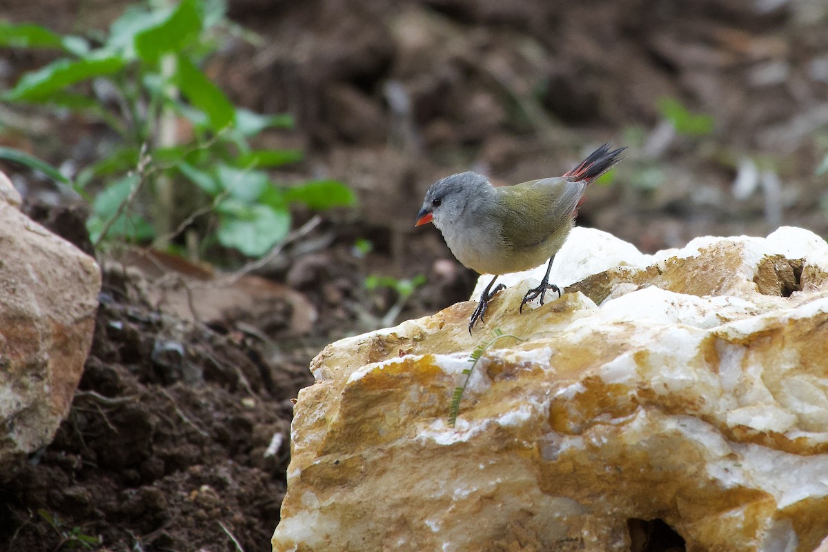 Fawn-breasted Waxbill - ML634848125