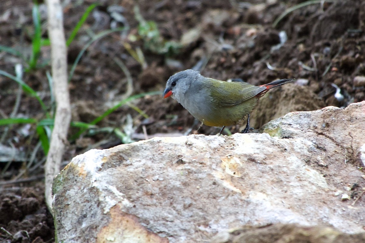 Fawn-breasted Waxbill - ML634848126
