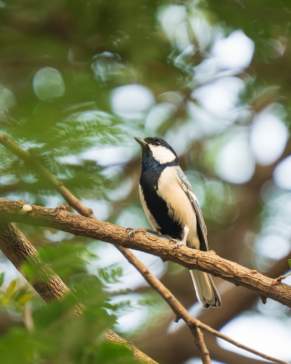 Asian Tit - ML634848136