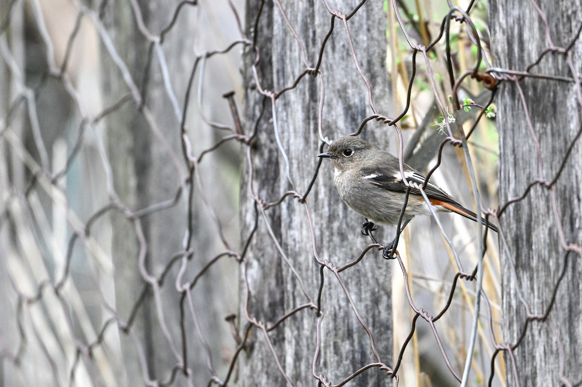 White-throated Redstart - ML634848140