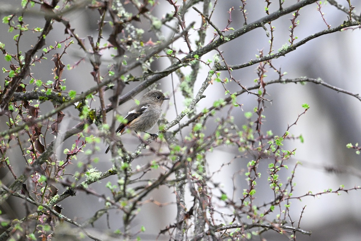 White-throated Redstart - ML634848141