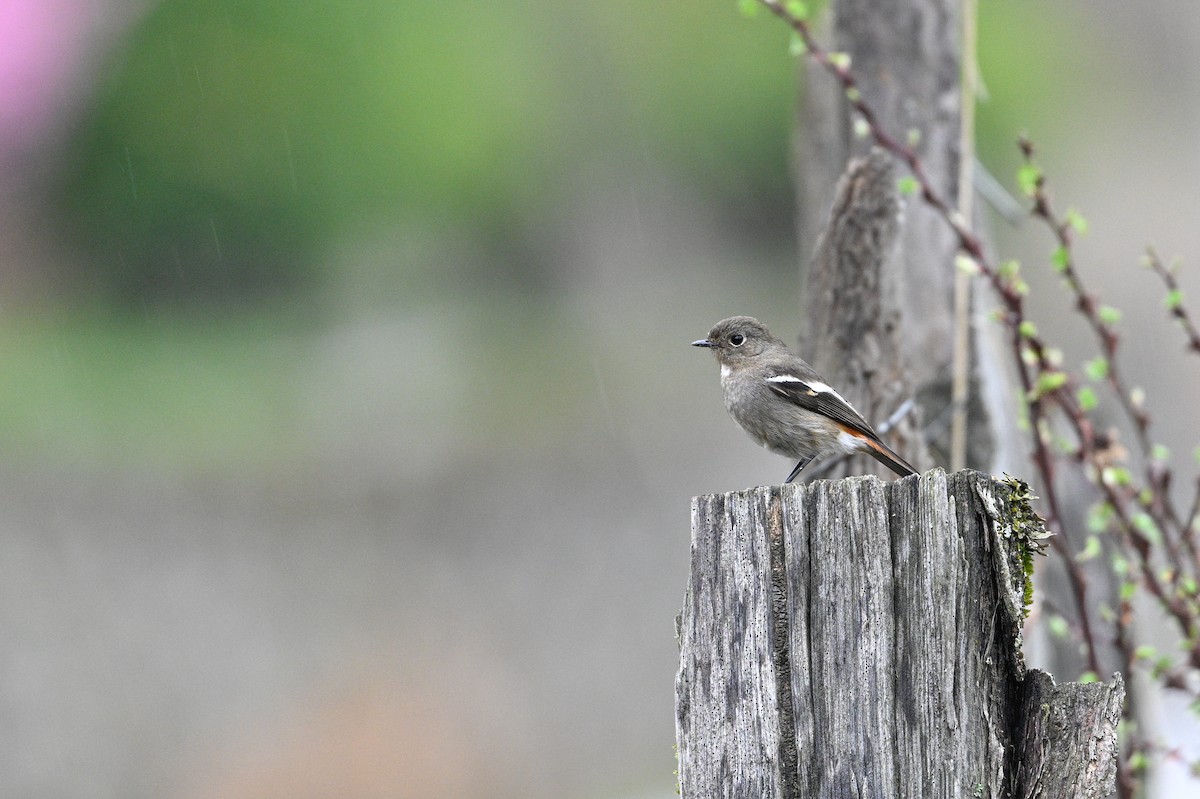 White-throated Redstart - ML634848142