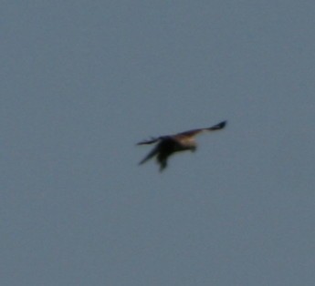 Rough-legged Hawk - ML63484821