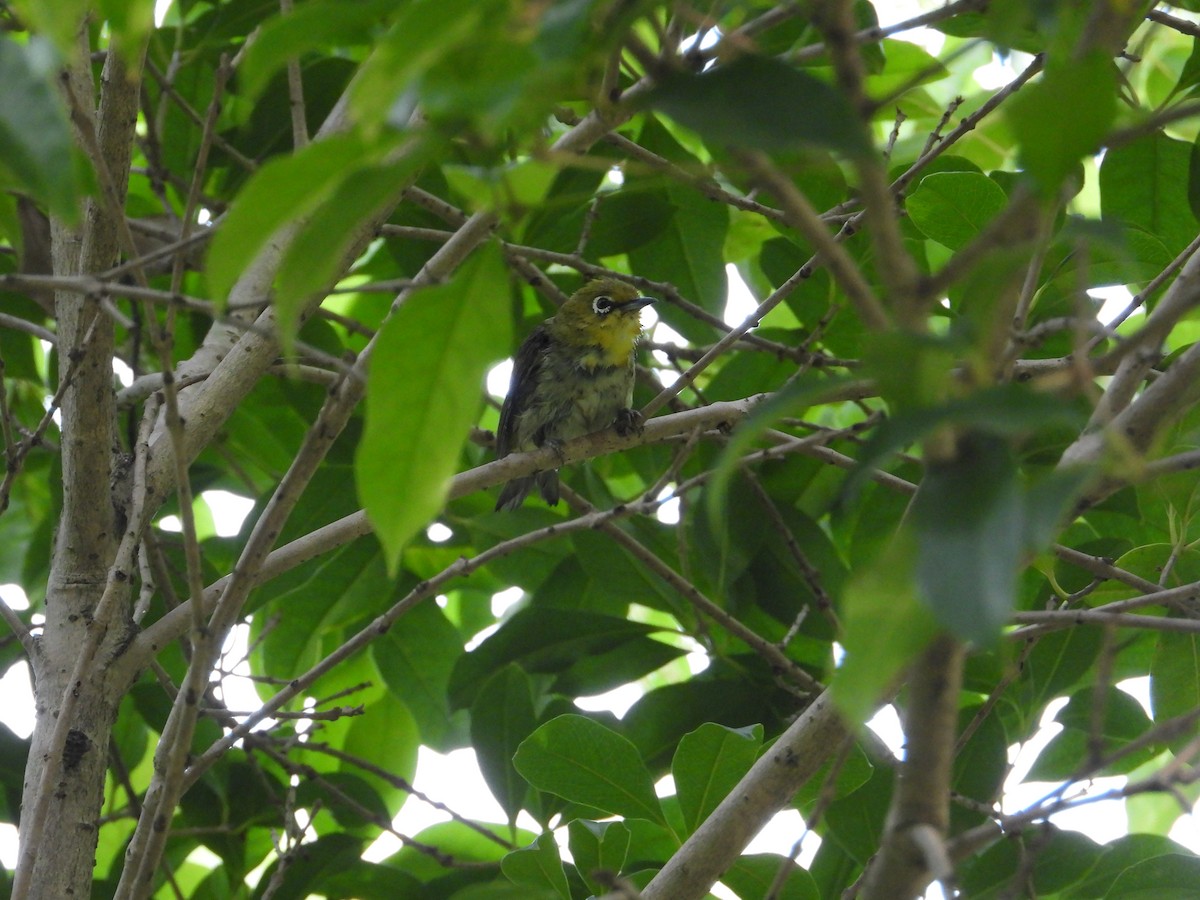 Swinhoe's White-eye - ML634848227