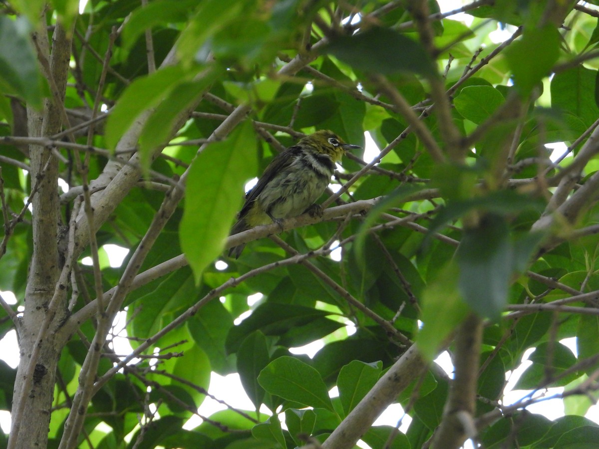 Swinhoe's White-eye - ML634848228