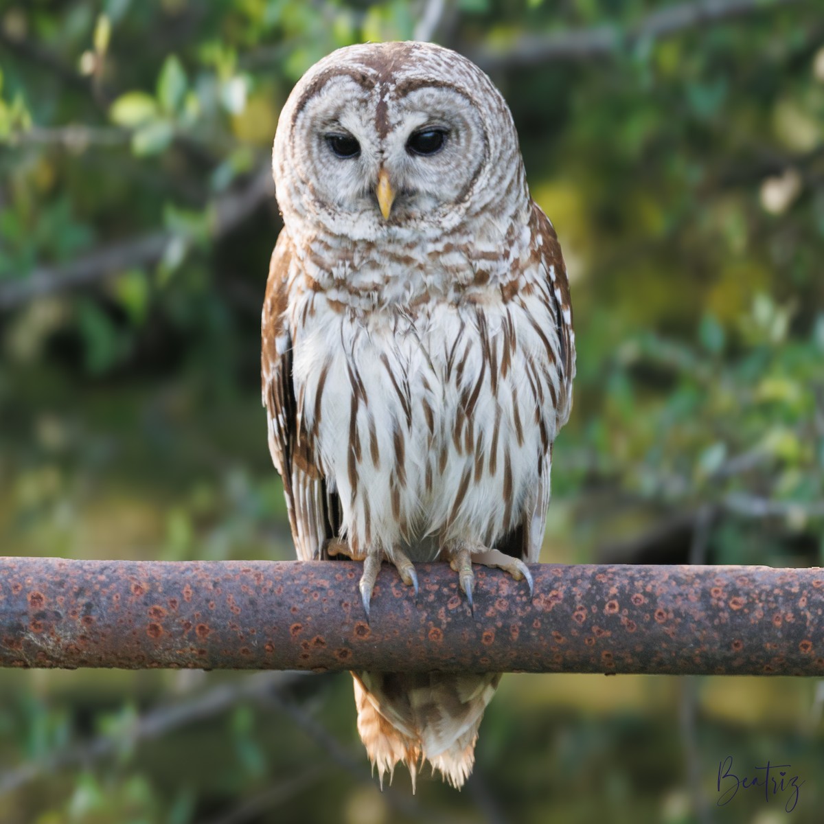 Barred Owl - ML634848248