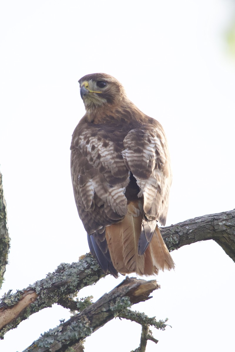 Red-tailed Hawk - ML634848253