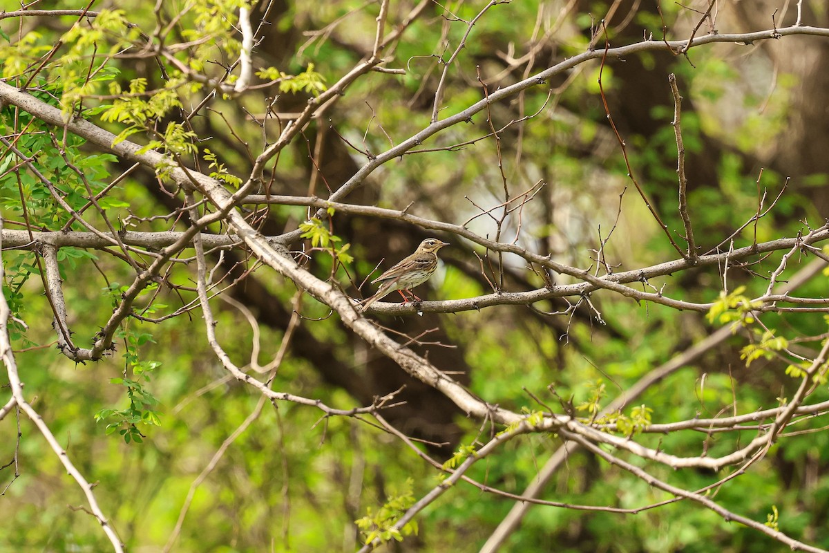 Siberian Pipit - ML634848301