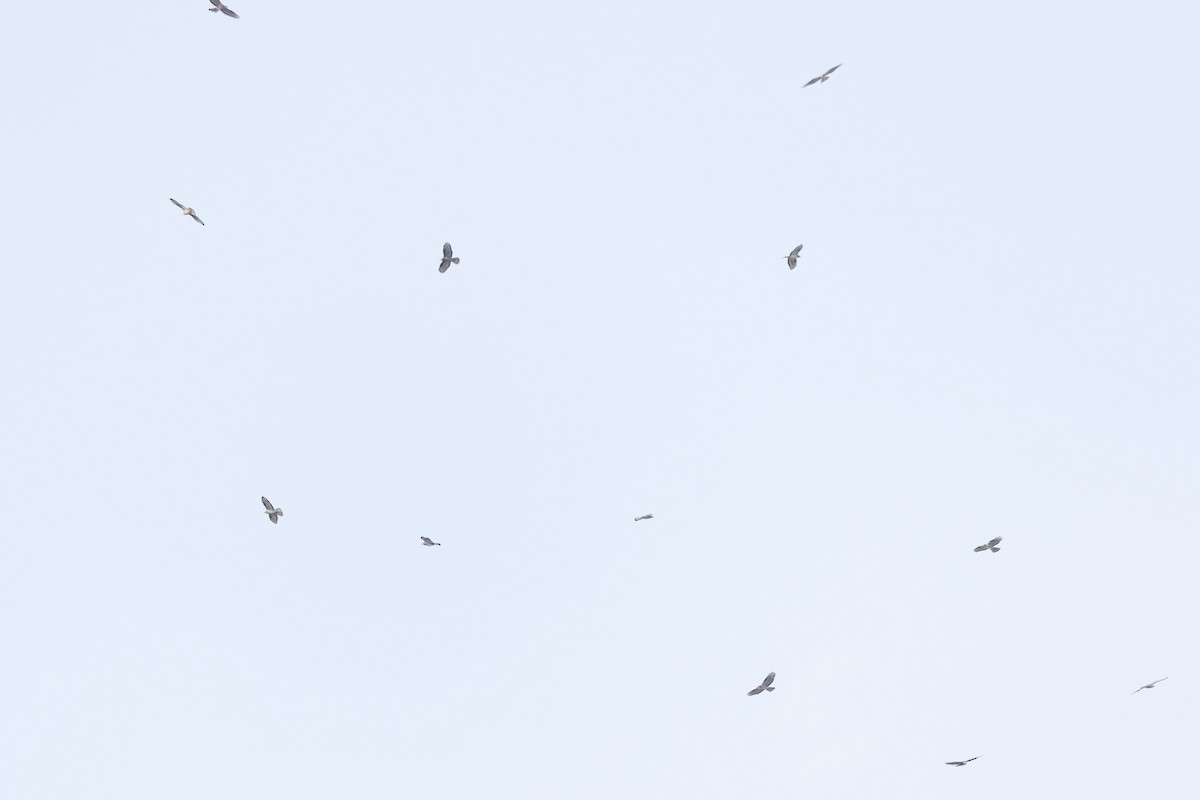 European Honey-buzzard - ML634848333