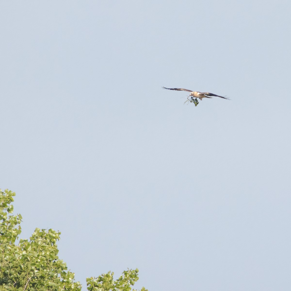 Booted Eagle - ML634848341