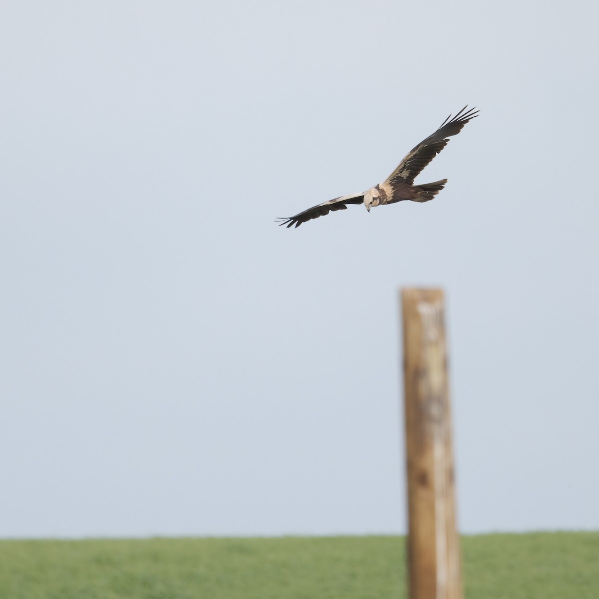 Western Marsh Harrier - ML634848354